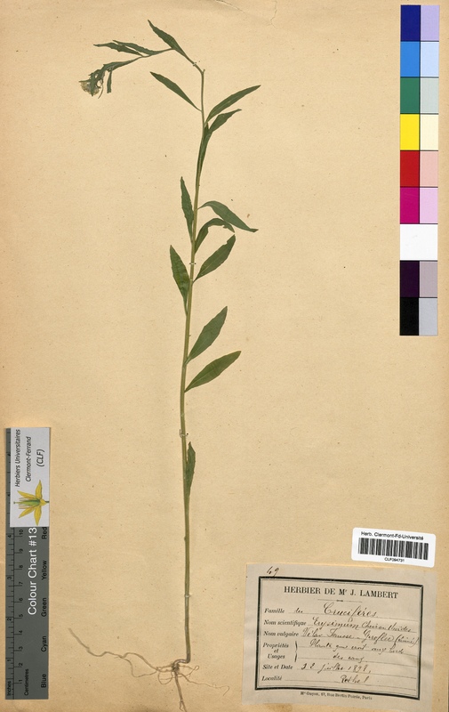 Erysimum cheiranthoides (Brassicaceae)
