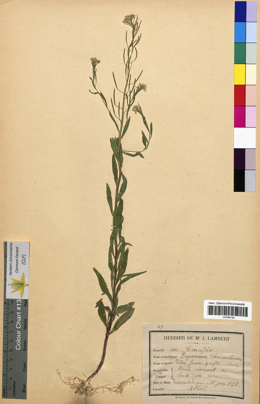 Erysimum cheiranthoides (Brassicaceae)