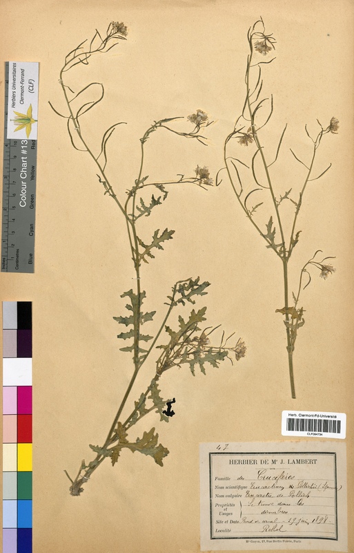 Erucastrum pollichii (Brassicaceae)