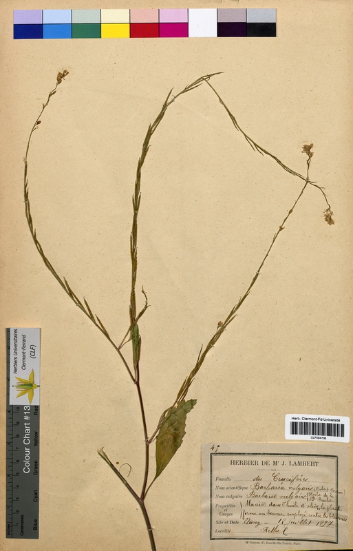 Barbarea vulgaris (Brassicaceae)