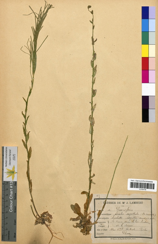 Arabis sagittata (Brassicaceae)