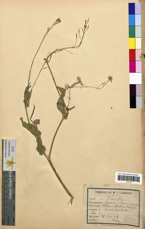 Brassica napus (Brassicaceae)