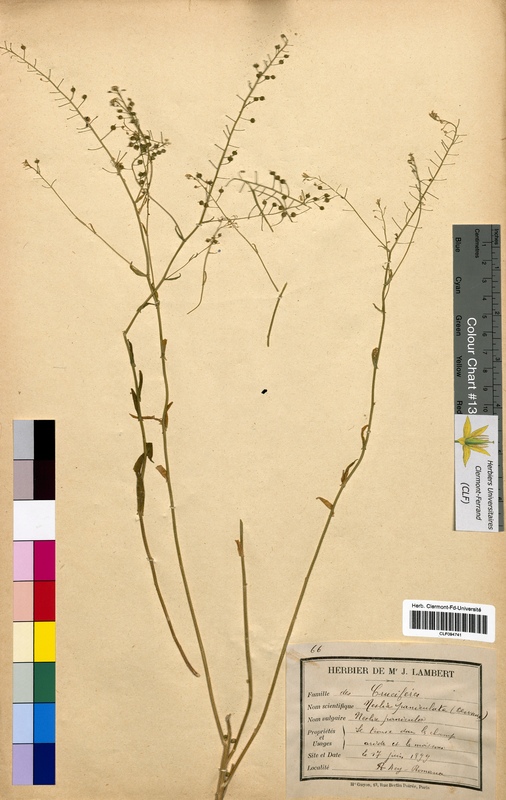 Neslia paniculata (Brassicaceae)