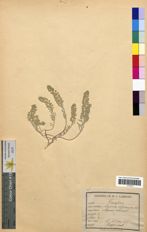 Alyssum calycinum (Brassicaceae)