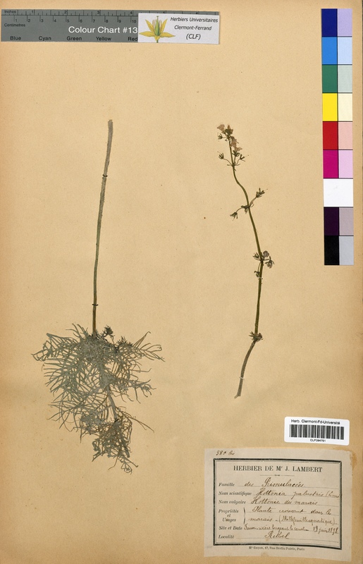 Hottonia palustris (Primulaceae)