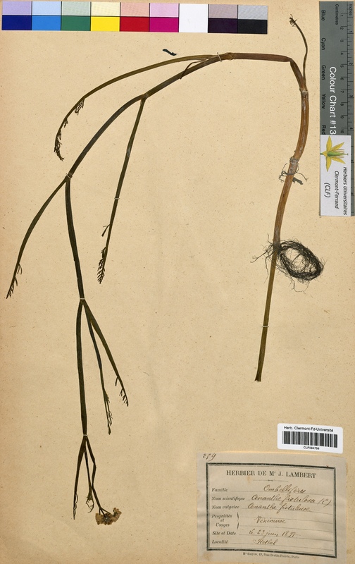 Oenanthe fistulosa (Apiaceae)