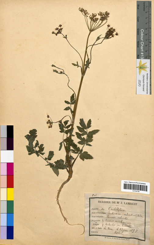 Pastinaca sylvestris (Apiaceae)