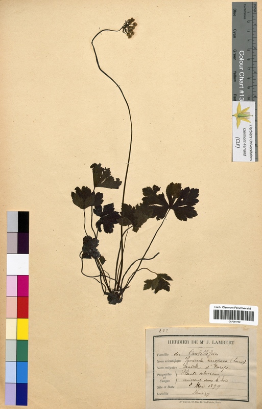Sanicula europaea (Apiaceae)
