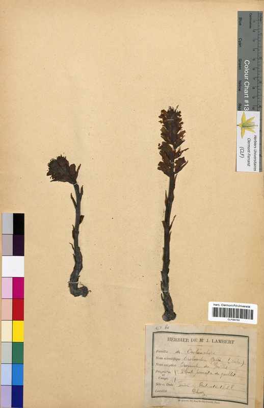 Orobanche galii (Scrophulariaceae)