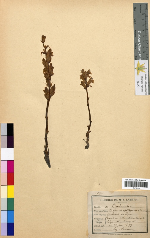 Orobanche epithymum (Scrophulariaceae)