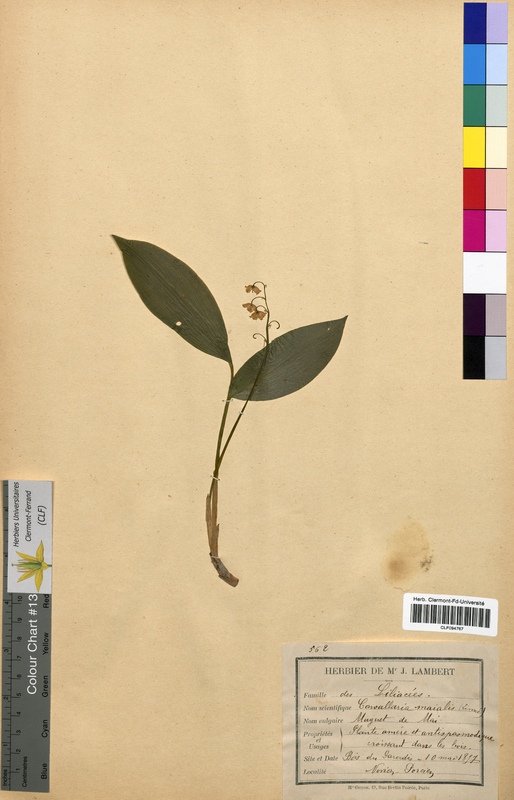 Convallaria majalis (Convallariaceae)