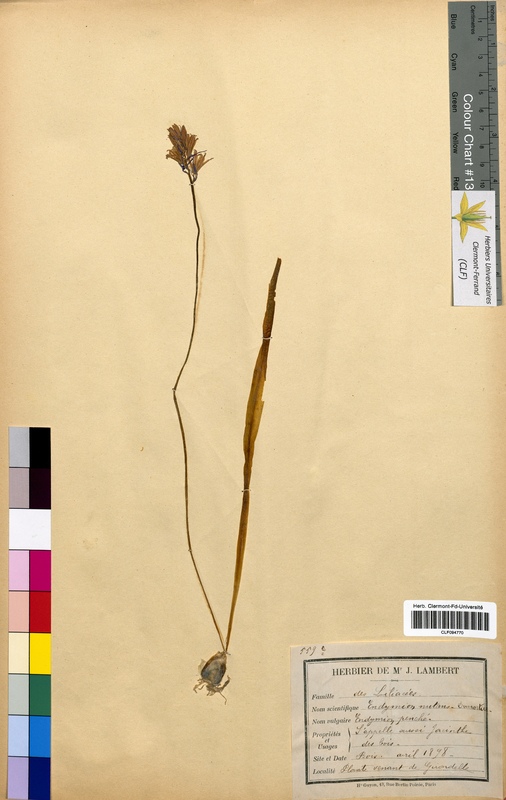 Endymion nutans (Hyacinthaceae)