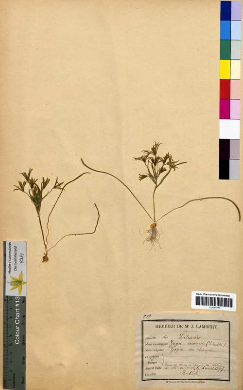 Gagea arvensis (Liliaceae)
