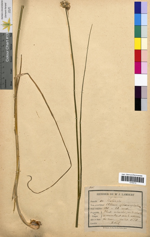 Allium sphaerocephalon (Alliaceae)