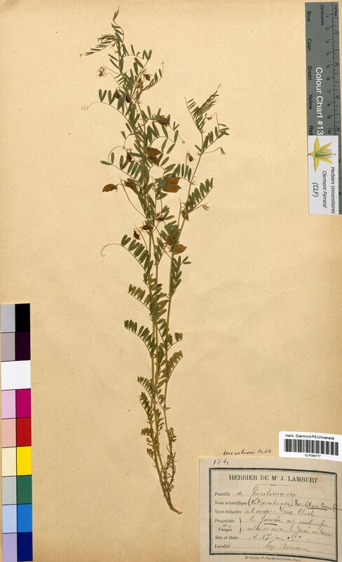 Vicia lens (Fabaceae)