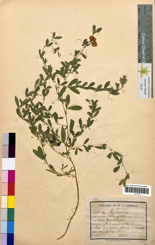 Lathyrus tuberosus (Fabaceae)
