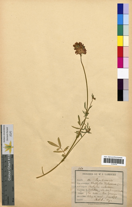 Anthyllis vulneraria (Fabaceae)