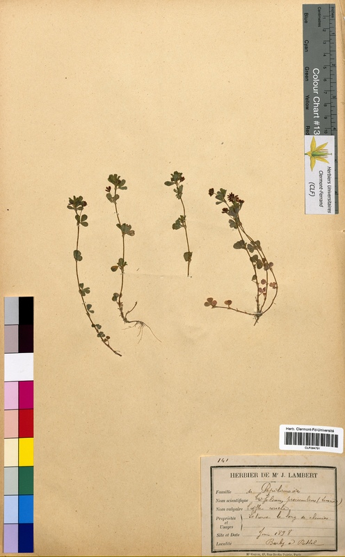 Trifolium procumbens (Fabaceae)