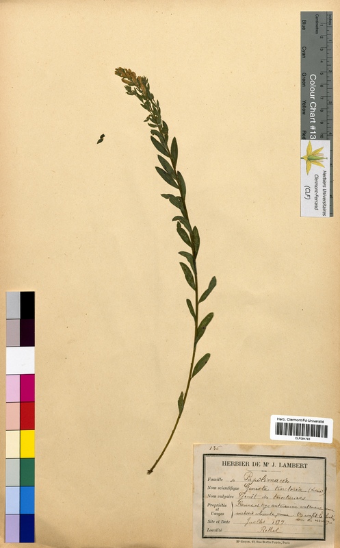 Genista tinctoria (Fabaceae)