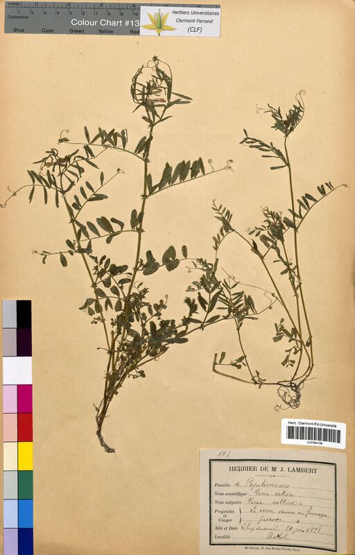 Vicia sativa (Fabaceae)