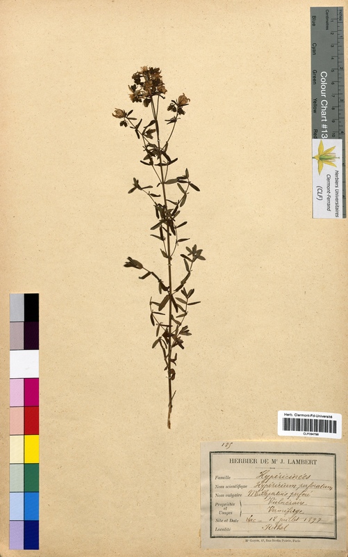 Hypericum perforatum (Hypericaceae)