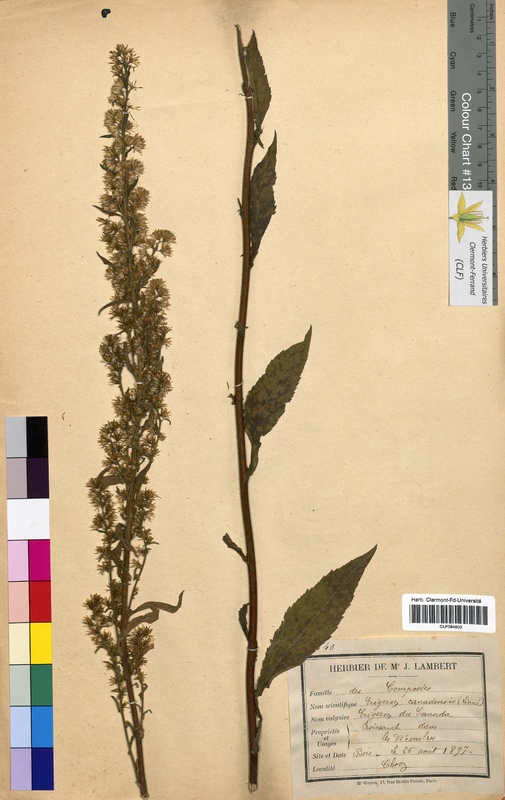 Erigeron canadensis (Asteraceae)