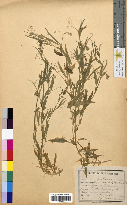 Lathyrus sativus (Fabaceae)