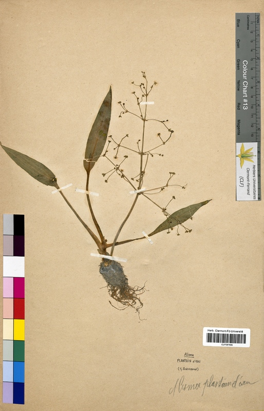 Alisma plantago-aquatica (Alismataceae)