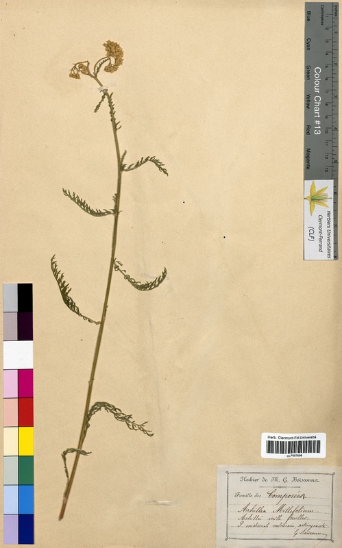 Achillea millefolium (Asteraceae)