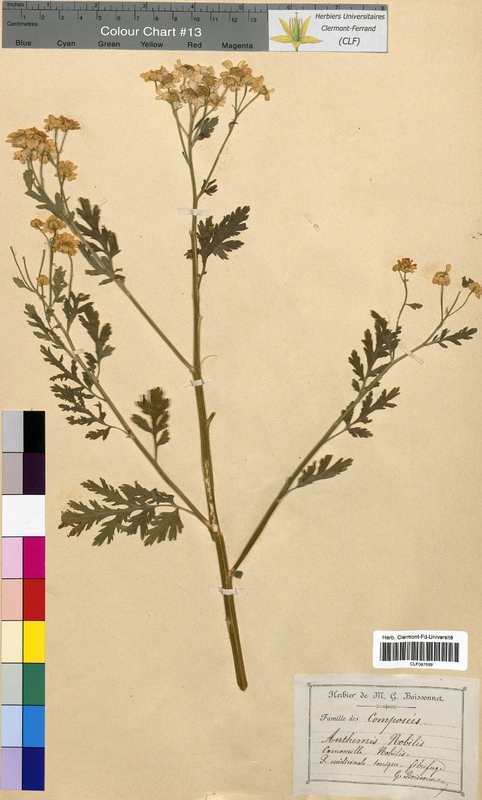 Anthemis nobilis (Asteraceae)