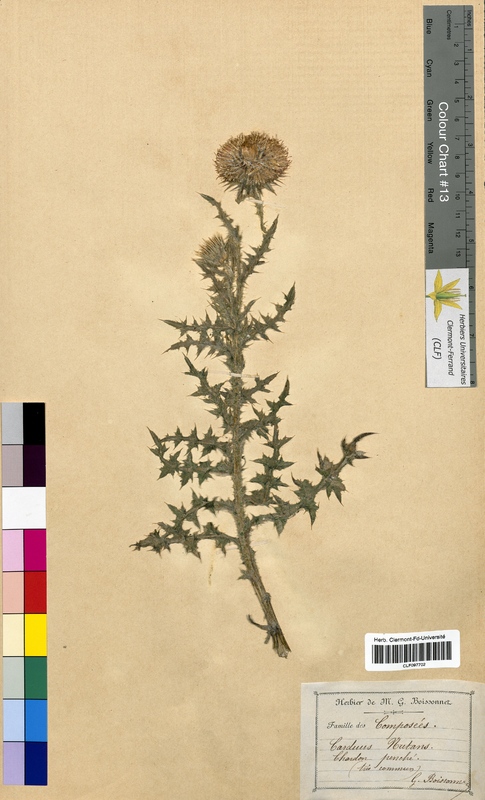 Carduus nutans (Asteraceae)