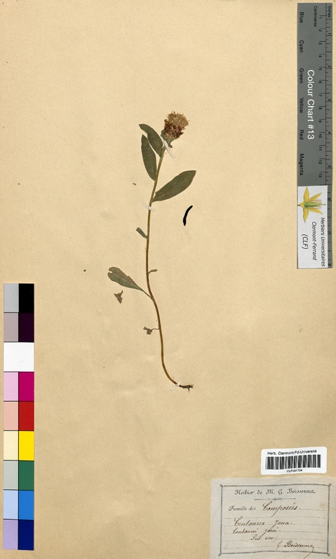 Centaurea jacea (Asteraceae)