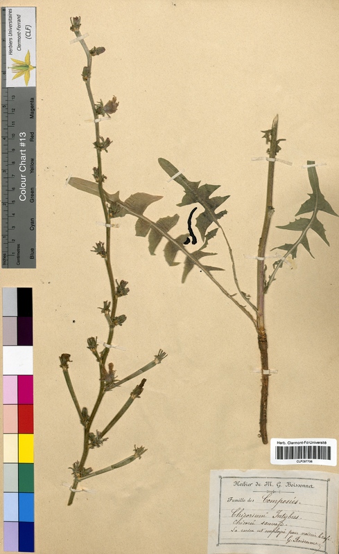 Cichorium intybus (Asteraceae)