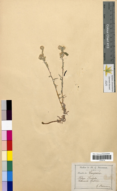 Filago spathulata (Asteraceae)