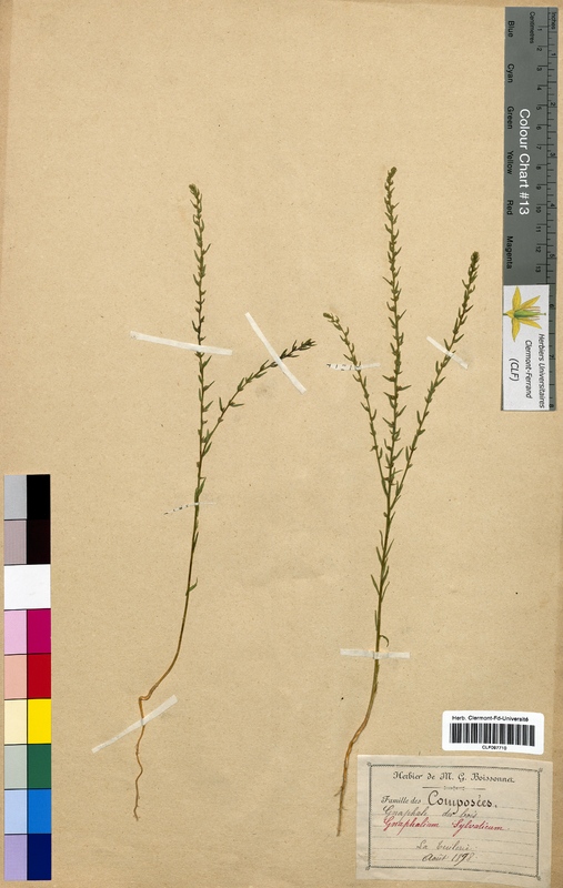 Gnaphalium sylvaticum (Asteraceae)