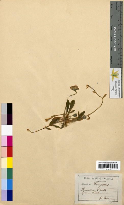 Hieracium pilosella (Asteraceae)