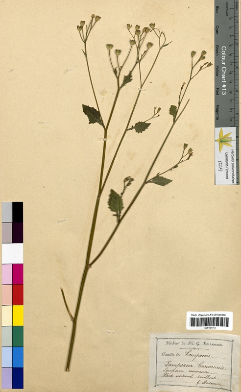 Lampsana communis (Asteraceae)