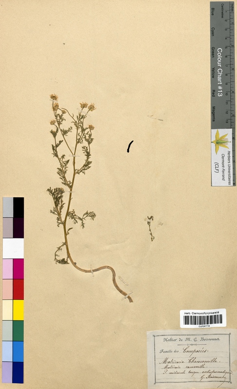 Matricaria chamomilla (Asteraceae)