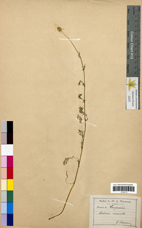 Matricaria chamomilla (Asteraceae)