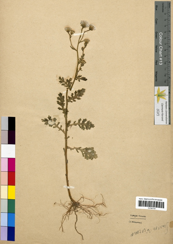 Senecio viscosus (Asteraceae)