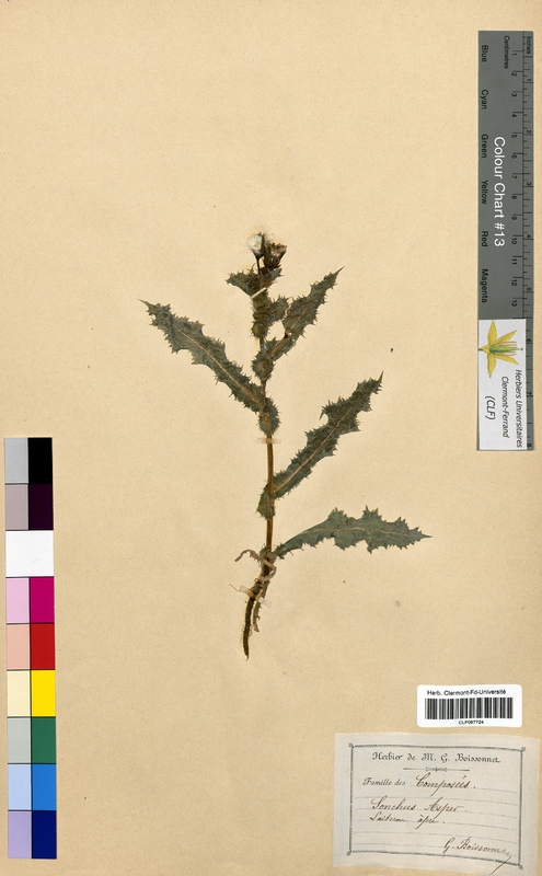 Sonchus asper (Asteraceae)