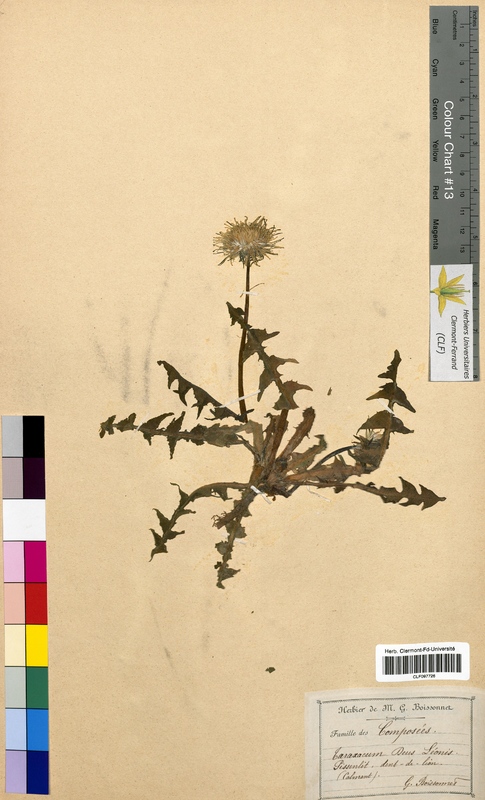 Taraxacum dens-leonis (Asteraceae)