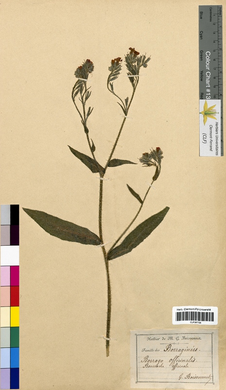 Borago officinalis (Boraginaceae)