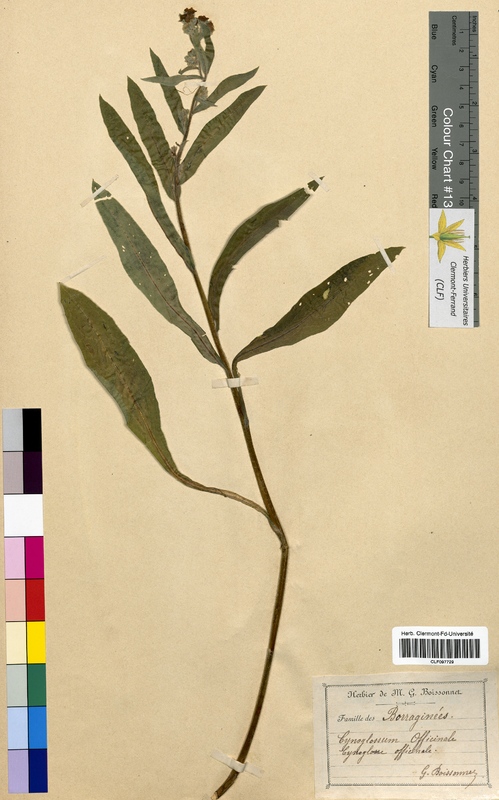 Cynoglossum officinale (Boraginaceae)