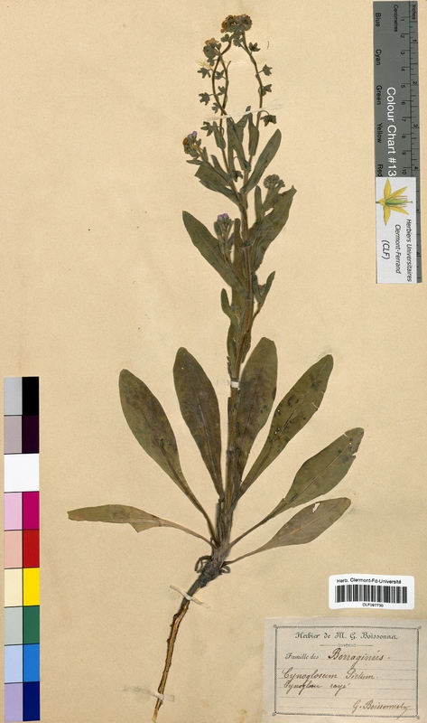 Cynoglossum pictum (Boraginaceae)