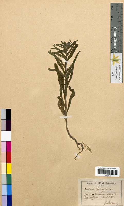 Echinospermum lappula (Boraginaceae)