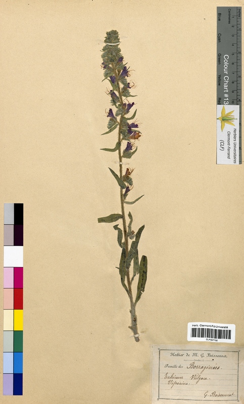 Echium vulgare (Boraginaceae)
