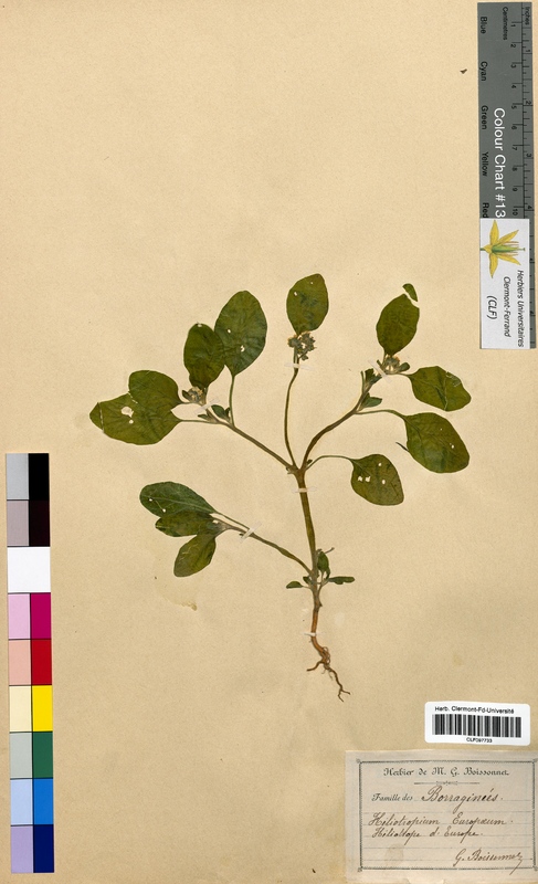 Heliotropium europaeum (Boraginaceae)