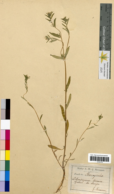 Lithospermum arvense (Boraginaceae)