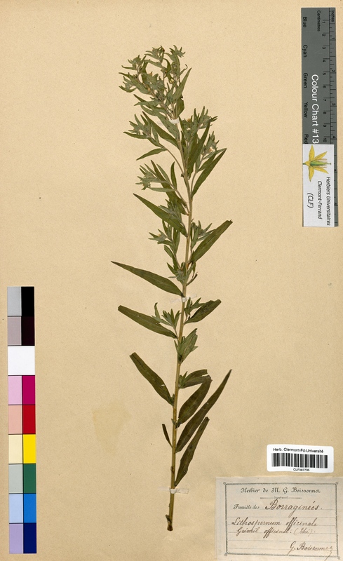 Lithospermum officinale (Boraginaceae)